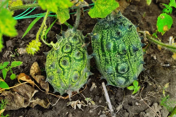 Egzotik olağandışı Afrika meyve kivano kavun (Antilleri salatalık, boynuzlu kavun, anguria)