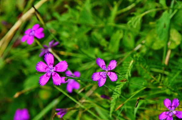 Rózsaszín Dianthus (Dianthus deltoides) egy nyári réten — Stock Fotó