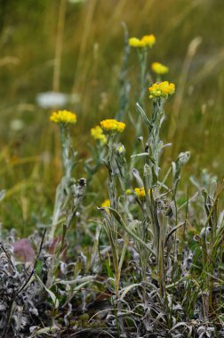 Helichrysum arenyum bitkileri, sığ alan derinliği