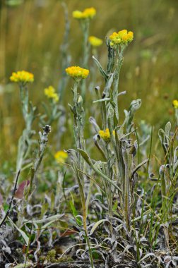 Helichrysum arenyum bitkileri, sığ alan derinliği