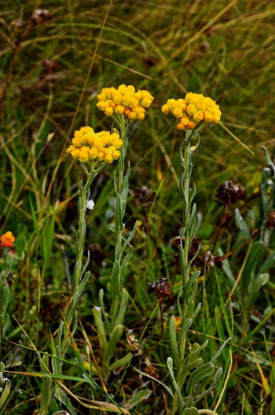 Helichrysum Arenarium Pflanzen Geringe Schärfentiefe — Stockfoto