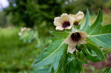 yabani büyüyen zehirli bitki Hyoscyamus.Belen alkaloids hyoscyamine içerir.