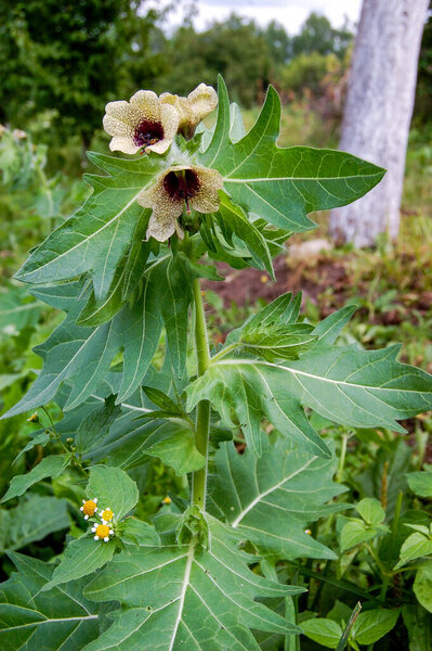 дикорастущая трава Hyoscyamus.Belen содержит алкалоиды гиосциамин
.