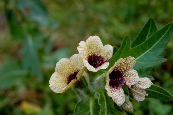 wild-growing poisonous herb Hyoscyamus.Belen contains alkaloids hyoscyamine.