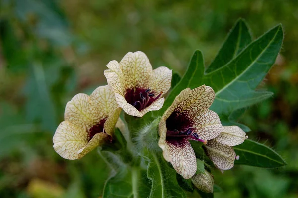 yabani büyüyen zehirli bitki Hyoscyamus.Belen alkaloids hyoscyamine içerir.