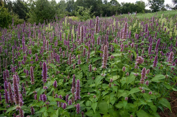 Anasonlu ısırgan otu Agastache foeniculum tıbbi bitki çiçek açtı.