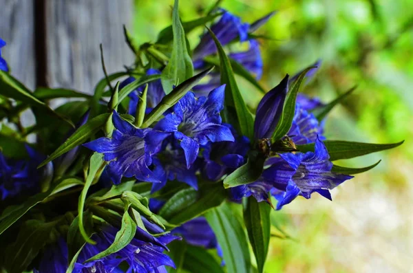 喀尔巴阡山脉蓝色恩泽花的兰花 — 图库照片