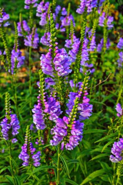Physostegia 'nın muhteşem leylak rengi çiçekleri. Doğal bir geçmişi var..
