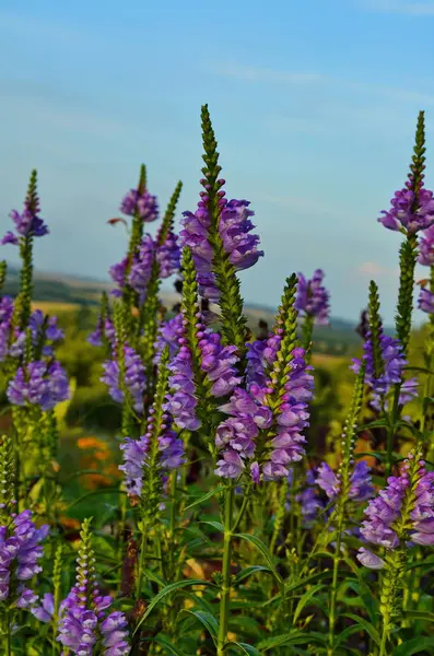 Amazing Dainty Flores Malva Physostegia Virginiana Vivid Com Fundo Natural — Fotografia de Stock