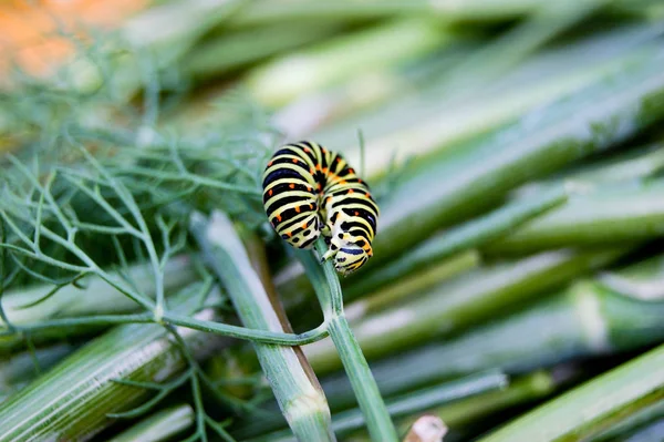 Raupe Der Bettwanze Des Falkenfalters Hyles Gallii Aus Der Ukraine — Stockfoto