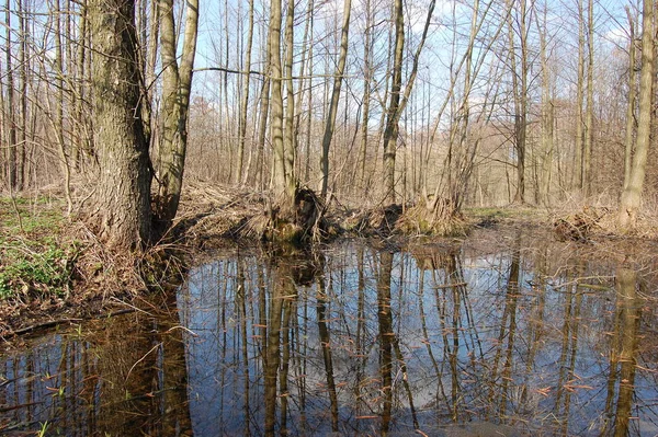 Reflexion Der Bäume Flusswasser Frühjahr Frühlingslandschaft Einem Märchenhaften Ort Der — Stockfoto