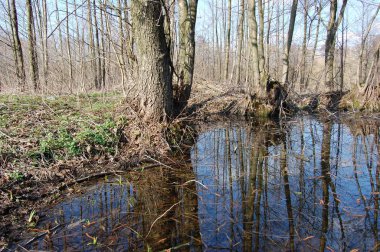 Nehir suyundaki ağaçların yansıması. Ukrayna 'nın muhteşem bir yerinde bahar manzarası.
