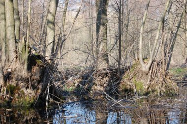 Nehir suyundaki ağaçların yansıması. Ukrayna 'nın muhteşem bir yerinde bahar manzarası.