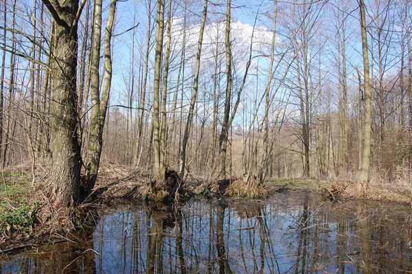 Odraz Stromů Říční Vodě Časně Jaře Jarní Krajina Nádherné Místo — Stock fotografie