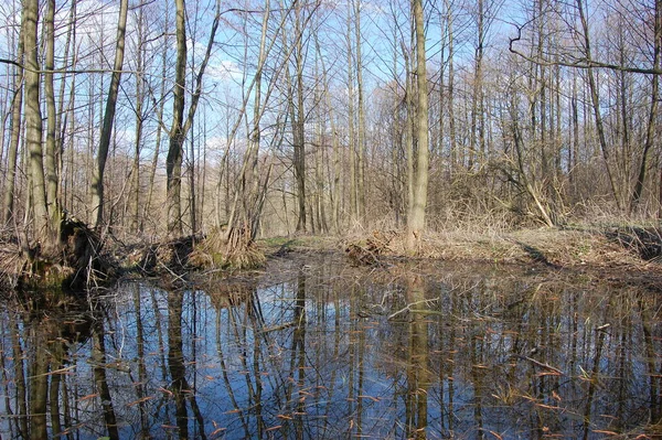 Reflexion Der Bäume Flusswasser Frühjahr Frühlingslandschaft Einem Märchenhaften Ort Der — Stockfoto