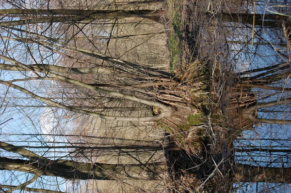 Reflection Trees River Water Early Spring Spring Landscape Fabulous Place — Stock Photo, Image