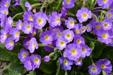 Güzel primula, çuha çiçeği, baharın ilk çiçeklerinden biri.