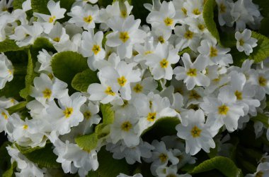 Güzel primula, çuha çiçeği, baharın ilk çiçeklerinden biri.