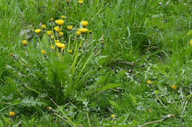 Yeşil çimenli sarı karahindiba çiçekleri, bahar fotoğrafı. Sarı karahindiba çiçekleri (Taraxacum officinale). Güneşli bahar gününde karahindiba tarlası geçmişi. Çiçekli karahindiba.