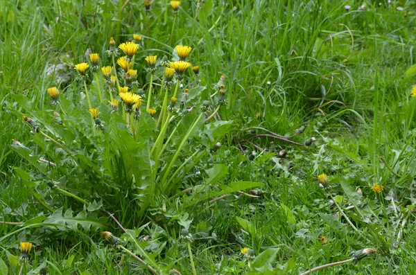 Yellow dandelion flowers with leaves in green grass, spring photo. Yellow dandelion flowers (Taraxacum officinale). Dandelions field background on spring sunny day. Blooming dandelion.