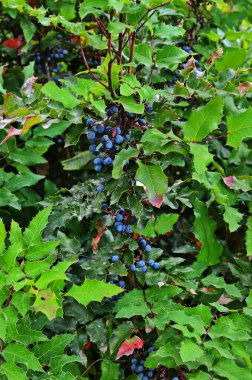 Mahonia 'nın olgun mavi meyveleri (Berberis aquifolium) küçük bir dala tutunur..