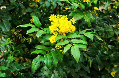 Çiçekli Mahonia aquifolium (Oregon üzümü). İlkbaharda çiçek açan Mahonia 'nın sarı dalı.