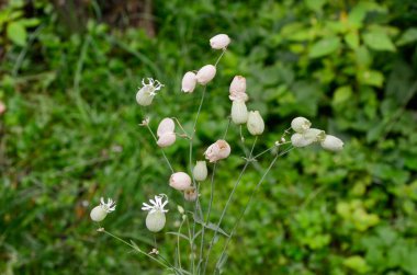 Sidik torbası bitkisi Silene vulgaris, inek çanı, köpüklü haşhaş, bakire gözyaşları, çıngıraklı yılanlar olarak bilinir. Makro doğa. Sivri uçlu çiçek. Yakın çekim..