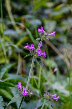 vahşi fesleğen (clinopodium vulgare veya satureja vulgaris)