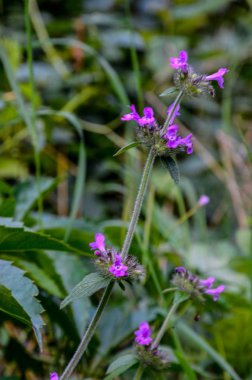 vahşi fesleğen (clinopodium vulgare veya satureja vulgaris)