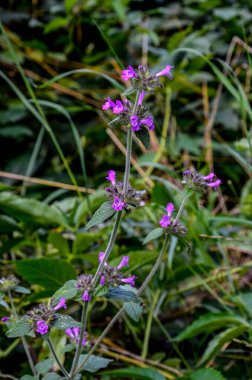 vahşi fesleğen (clinopodium vulgare veya satureja vulgaris)