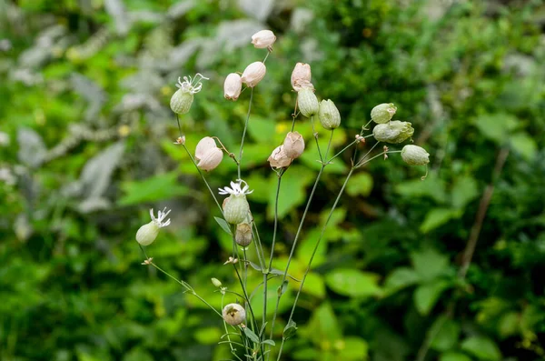 Pianta Campeggio Della Vescica Conosciuta Come Silene Vulgaris Campanaccio Papavero — Foto Stock