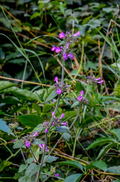 Άγριο Βασιλικό Clinopodium Vulgare Satureja Vulgaris — Φωτογραφία Αρχείου