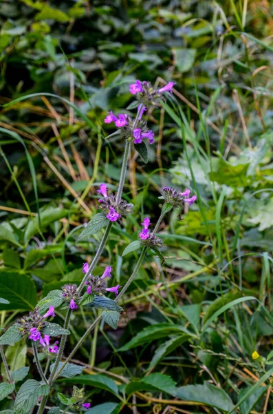 Divoká Bazalka Clinopodium Vulgare Nebo Satureja Vulgaris — Stock fotografie