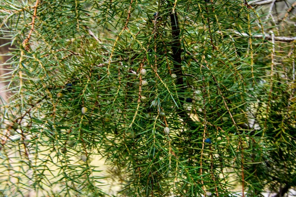 Enebro Juniperus Communis Las Ramas Enebro Bayas Enebro Primer Plano —  Fotos de Stock