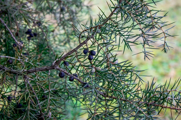 Juniper Juniperus Komunikuje Się Gałęzie Jałowca Jagody Jałowca Zbliżenie Ogród — Zdjęcie stockowe