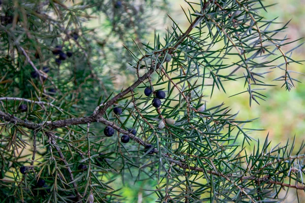 Jeneverbes Juniperus Communis Takken Van Een Jeneverbes Jeneverbessen Een Close — Stockfoto