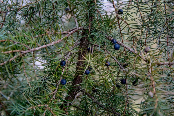 Juniper Juniperus Komunikuje Się Gałęzie Jałowca Jagody Jałowca Zbliżenie Ogród — Zdjęcie stockowe