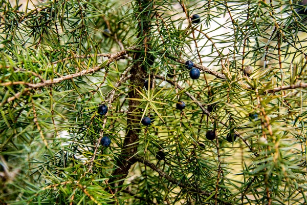 Juniper Juniperus Komunikuje Się Gałęzie Jałowca Jagody Jałowca Zbliżenie Ogród — Zdjęcie stockowe