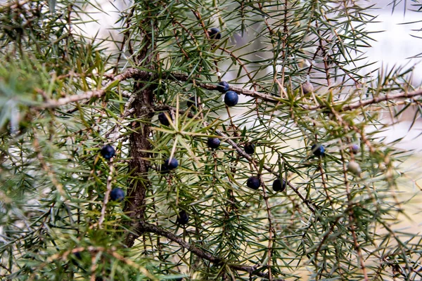 Juniper Juniperus Komunikuje Się Gałęzie Jałowca Jagody Jałowca Zbliżenie Ogród — Zdjęcie stockowe