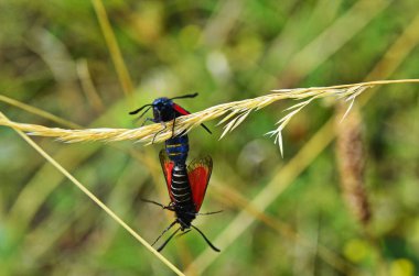Altı noktalı burnet çiftleşme par (Zygaena filipendulae, Zygaenidae ailesi)