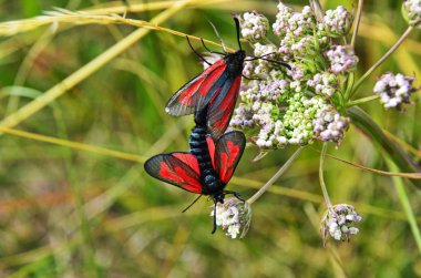 Altı noktalı burnet çiftleşme par (Zygaena filipendulae, Zygaenidae ailesi)