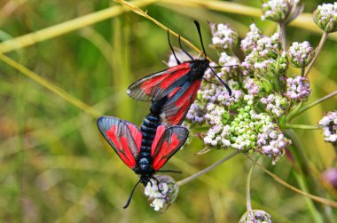 Altı noktalı burnet çiftleşme par (Zygaena filipendulae, Zygaenidae ailesi)