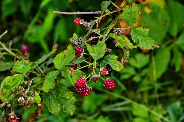 Rubus Idaeus Arbusto Una Especie Del Género Rubus Familia Rosaceae — Foto de Stock