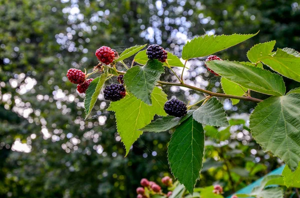 Rubus Idaeus Uma Espécie Crustáceo Família Rosaceae Saboroso Saudável Bagas — Fotografia de Stock