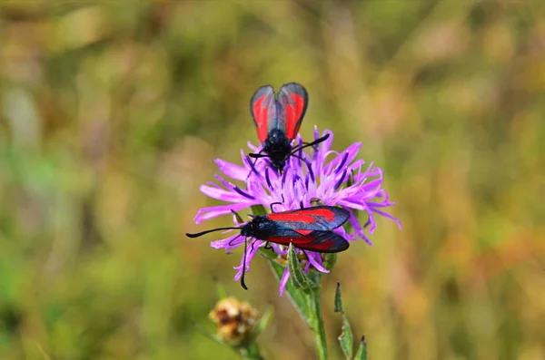 Zygaena Filipendulaeはヨーロッパ中で一般的なZygaenidae科に属する食虫である — ストック写真