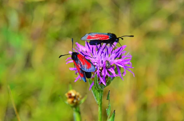 Zygaena Filipendulaeはヨーロッパ中で一般的なZygaenidae科に属する食虫である — ストック写真