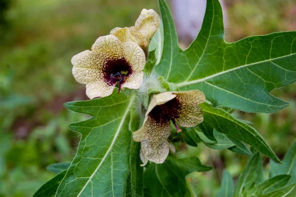 Wild Wachsende Giftige Kräuter Hyoscyamus Belen Enthält Alkaloide Hyoscyamin — Stockfoto