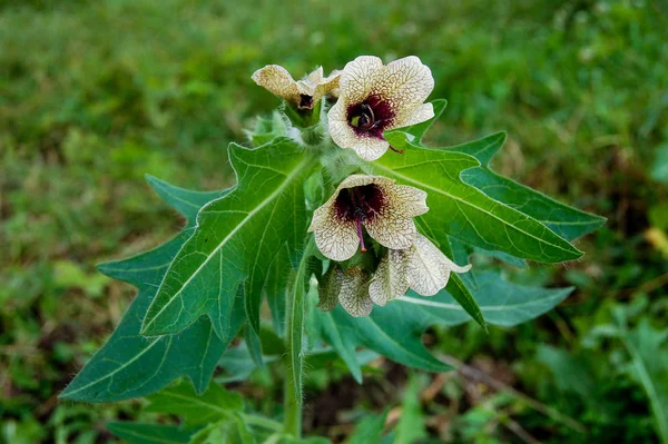 Wild Wachsende Giftige Kräuter Hyoscyamus Belen Enthält Alkaloide Hyoscyamin — Stockfoto