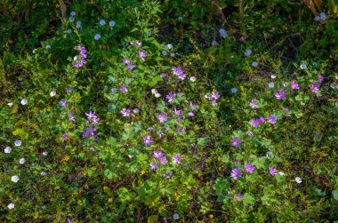 Mallow bitkisi, Malva ihmalkarlığı - mavi mallow. Tarımsız ve sağlıklı bitki, bitkisel ilaç.