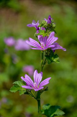 Mallow bitkisi, Malva ihmalkarlığı - mavi mallow. Tarımsız ve sağlıklı bitki, bitkisel ilaç.